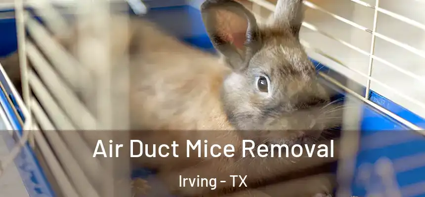 Air Duct Mice Removal Irving - TX